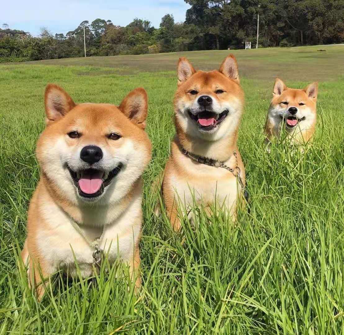 小柴犬價格多少錢一隻？四大因素直接影響柴犬的價格- 資訊咖