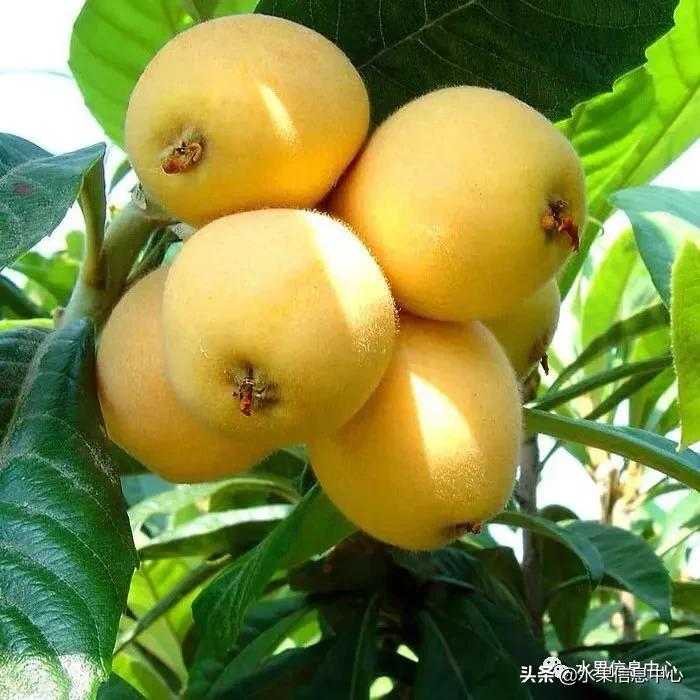 中國(guó)到底哪里的枇杷最好吃?