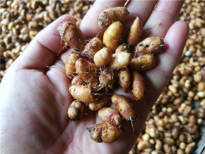 油莎豆大数据亩均收益近700有望战略性替代大豆