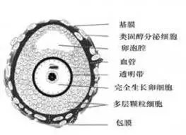 卵泡大小正常范围是多少？什么样子的卵泡才算优质卵泡？