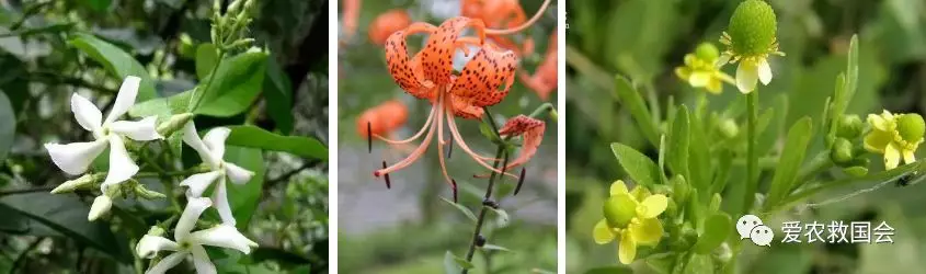 茶人借鉴：中医药特色小镇的发展与思考
