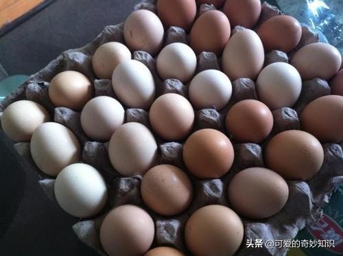 鸡蛋、鹅蛋、鸭蛋，哪种营养价值更高些？建议了解，看完涨知识