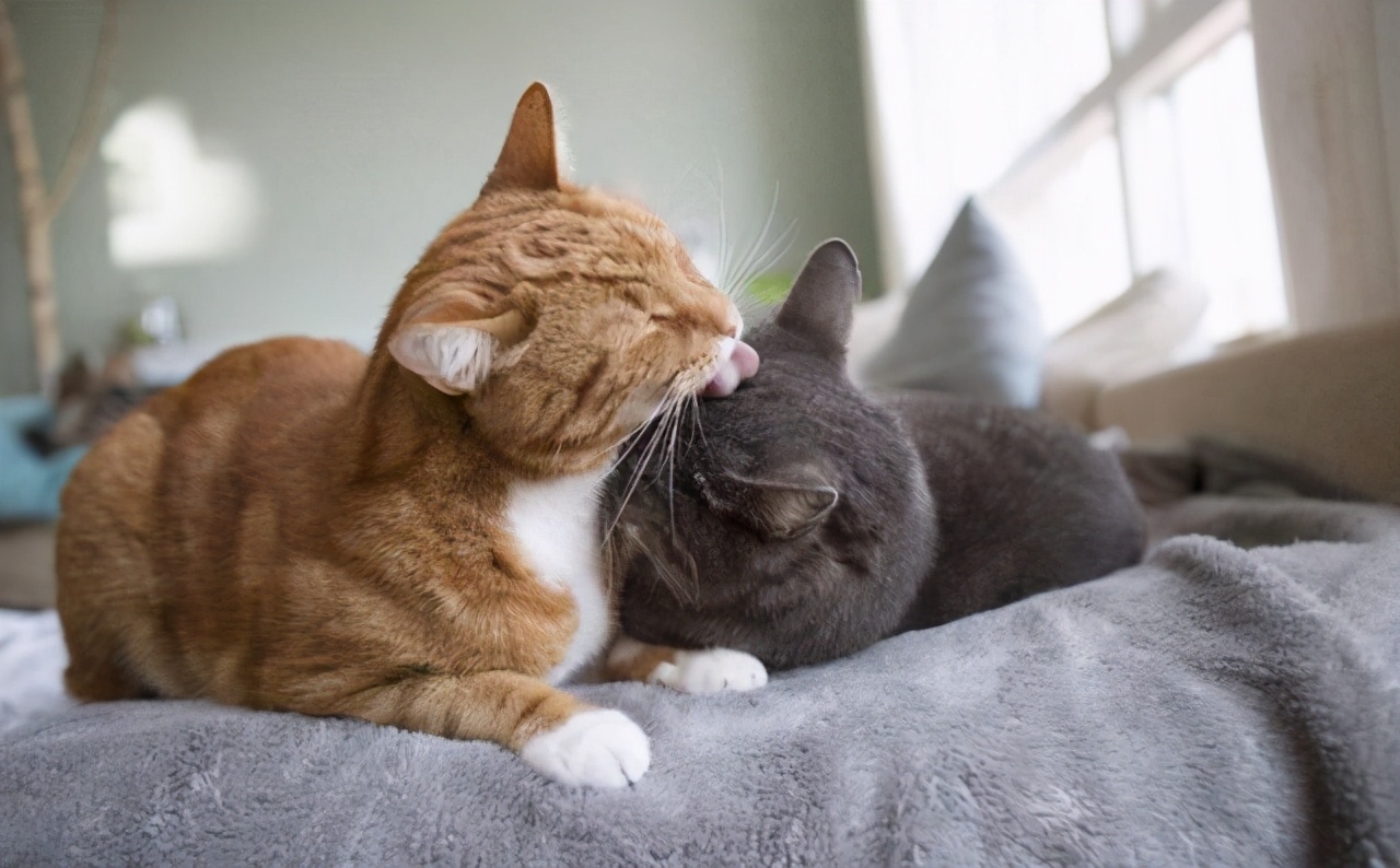 Why do cats smell each other's ass?Is it just because of courtship
