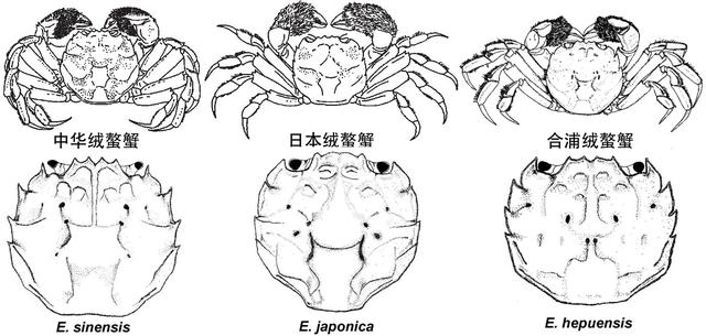 蟹考记（一）——探讨螃蟹的最新科学分类，以及身体构造