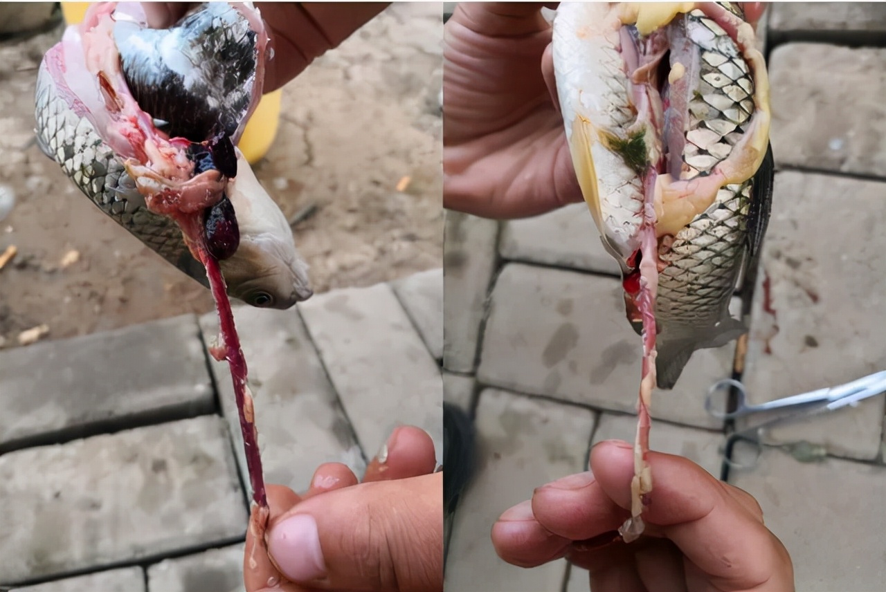 杀虫后塘口大量鱼死亡腹腔发黄二,农药中毒死鱼的表现2,缺氧死鱼时