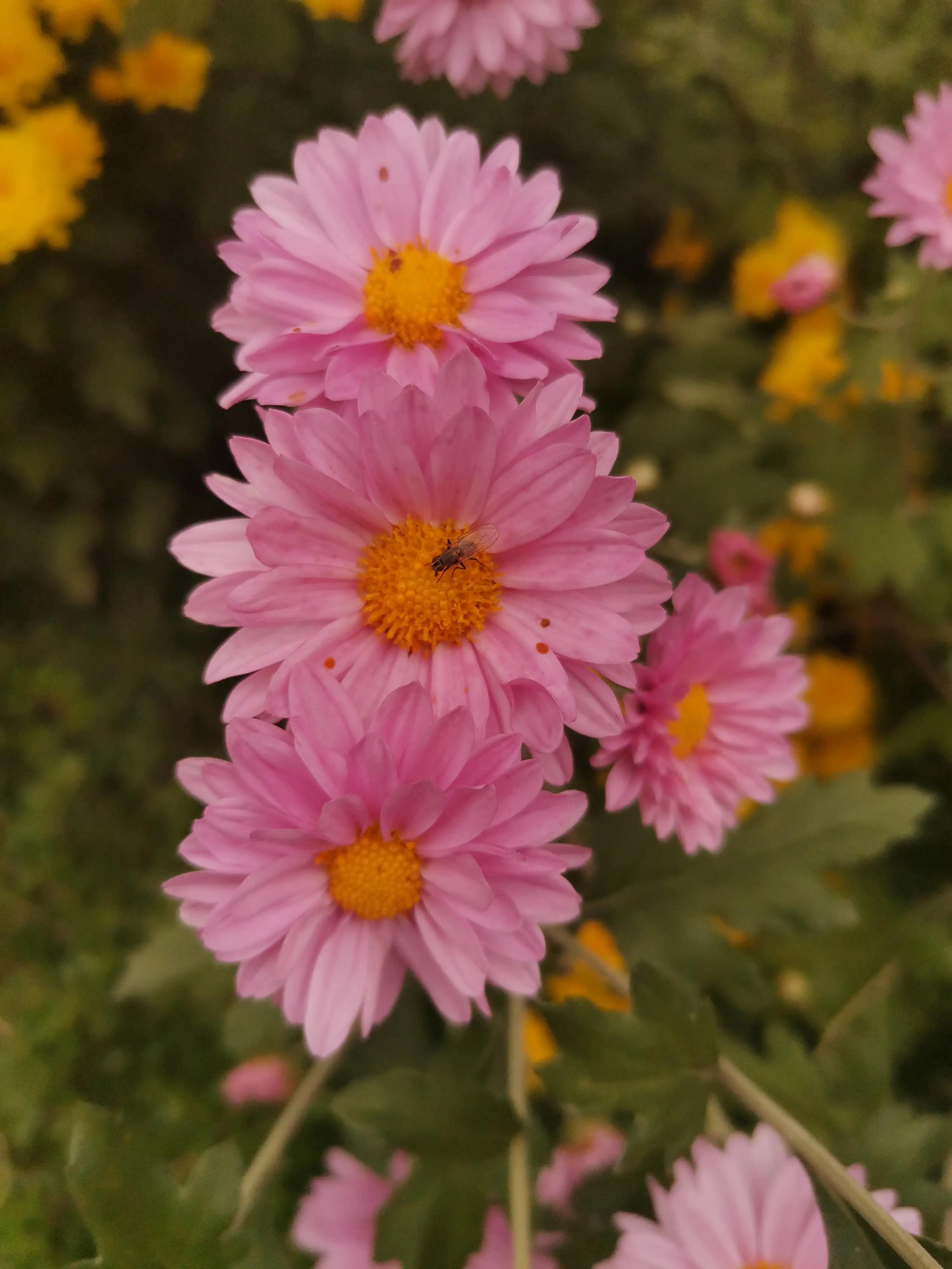 The wind can enter, the rain can enter, the king cannot enter, is it ...