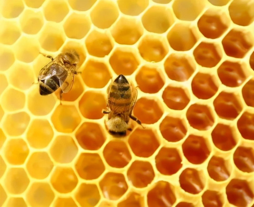 數學的起源（上）