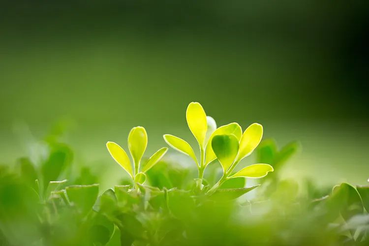 45首最美诗词，送给春天-第1张图片-非凡网