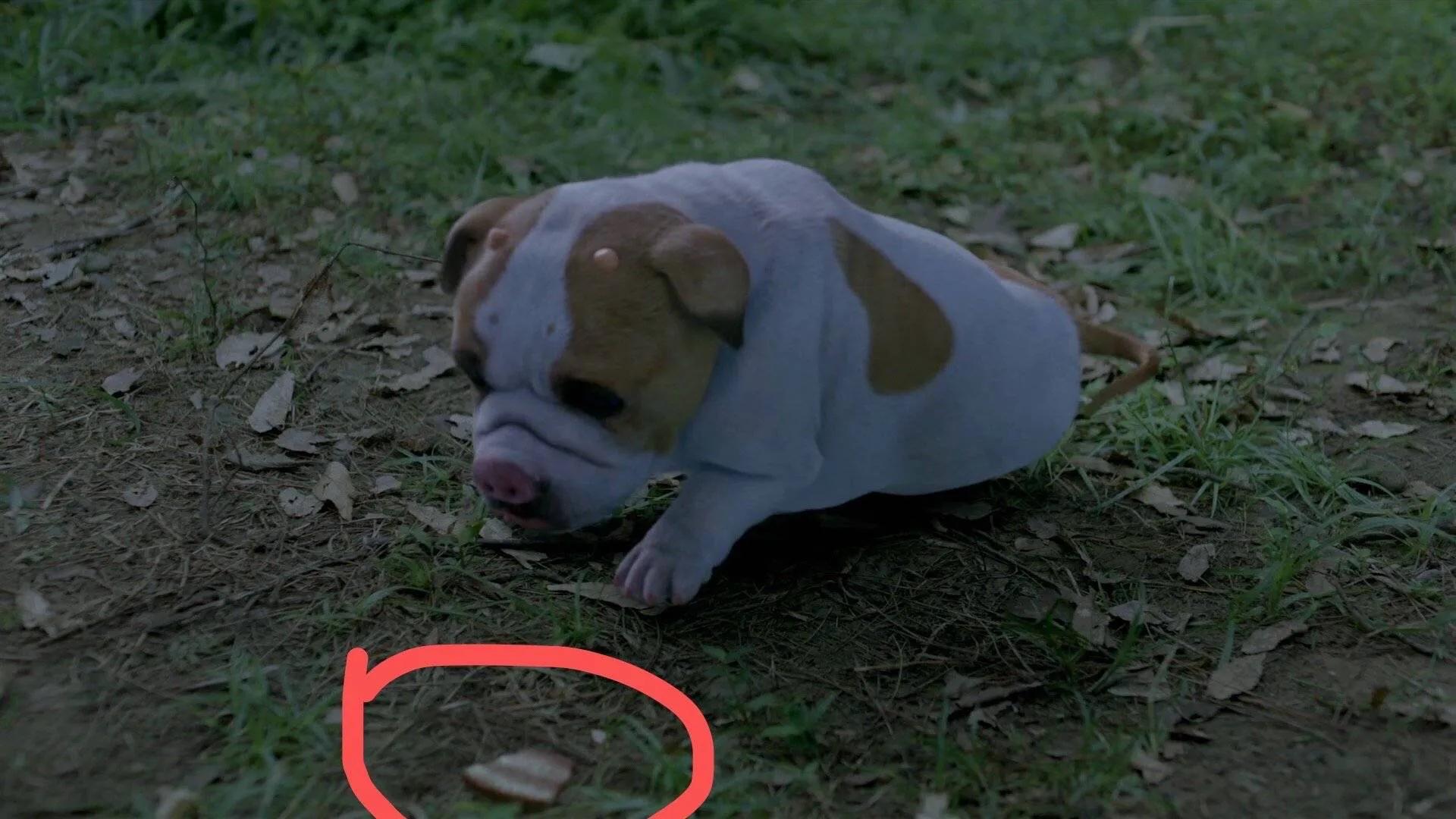 Luo San artillery piece has eaten meat of braise in soy sauce, are you believed? It is a dog after all it is a pig, I also am done not clear! 