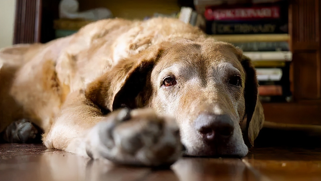 狗狗几岁会被当做“老年犬”？出现这7个特征，说明它老了