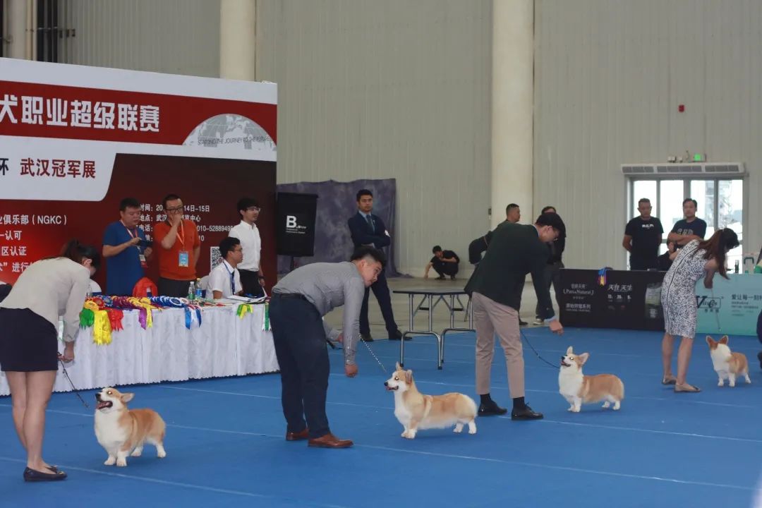 2021CPF华中武汉宠物展:专业观众送酒店火热进行中