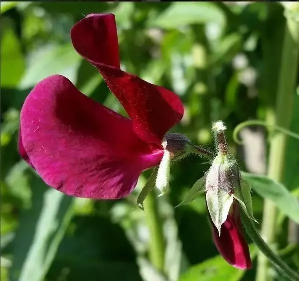 160種· 奇花異草,絕對有你沒見過的! 「下部分」
