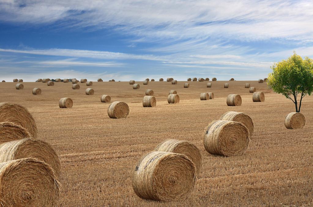 �不該跟風美國的�，失去中國市場後，澳大利亞乾草要崩
