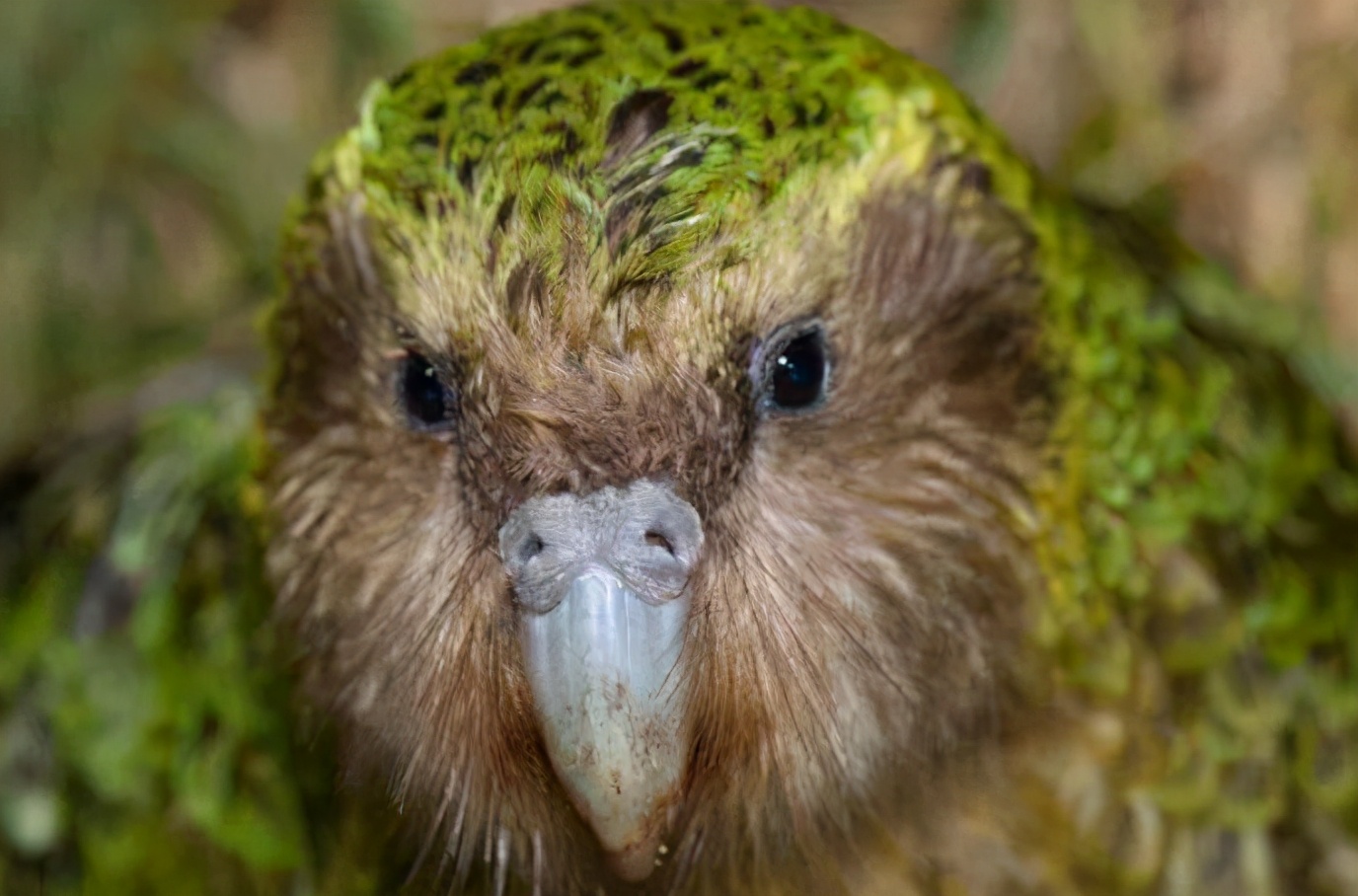 把人誤認為對象，交配季對人腦袋狂風暴雨，一無是處成為最佳鳥？
