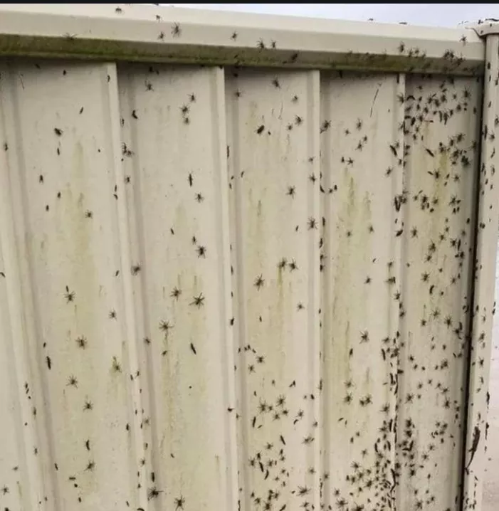 澳洲确诊患者违规开趴惹风险！亿万蜘蛛大军入侵人类社区