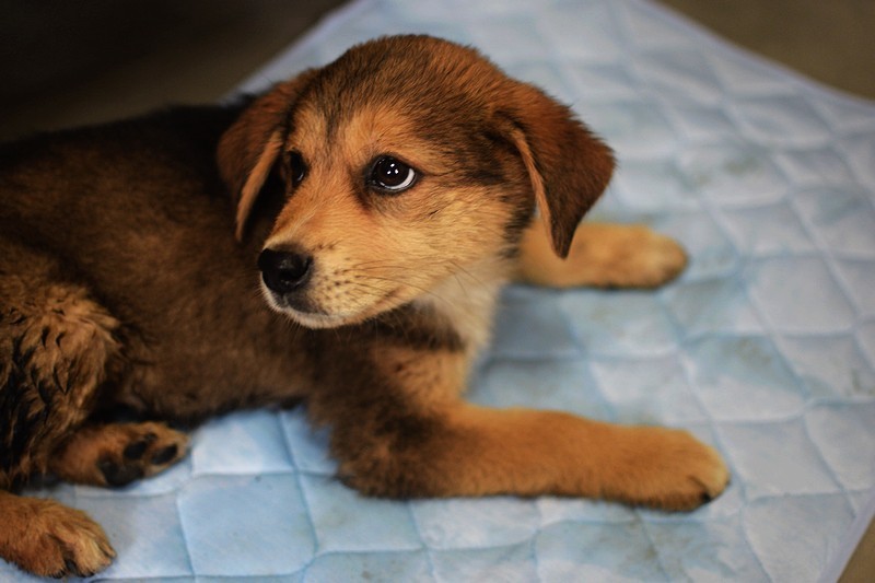 给宠物四季的清爽 酋抱抱冰感清凉宠物薄垫