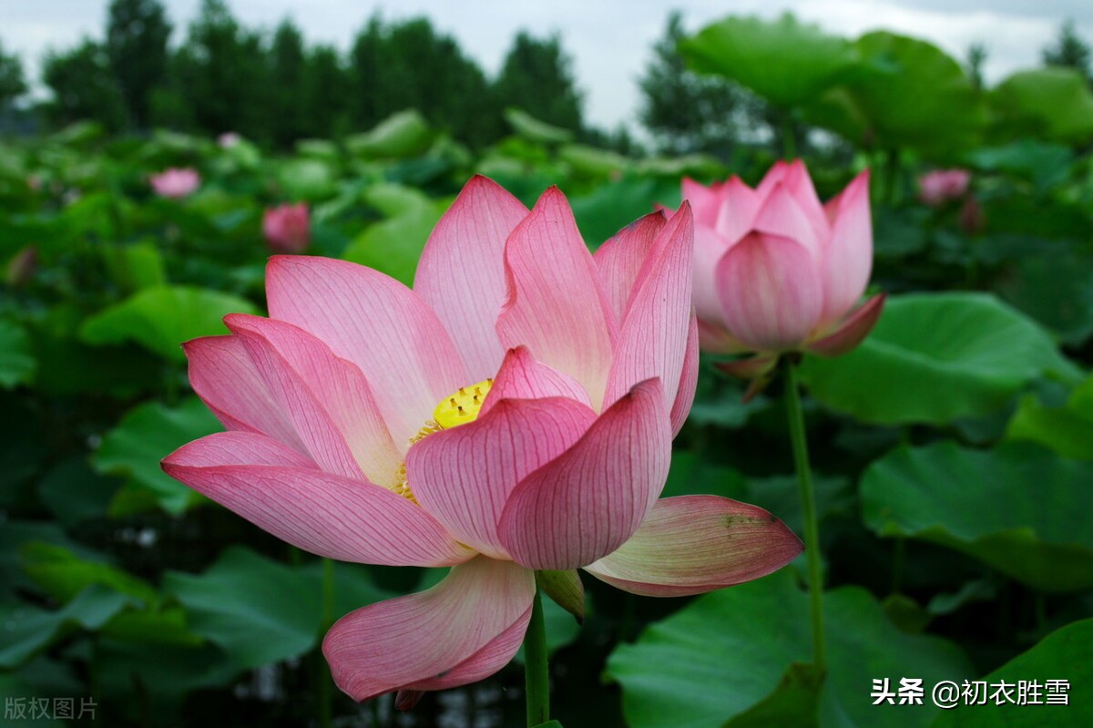 赏读李渔荷花两篇：冷然一阵荷香过，是花是叶，分他不破-第3张图片-诗句网