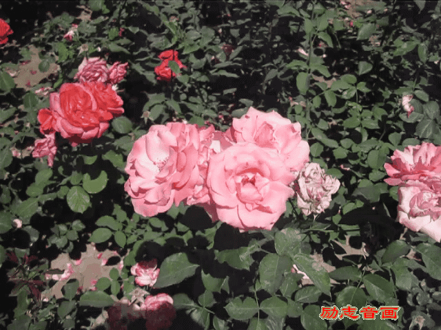 ʮ㴺ɫM@Ը2020Mg緱ʢ_