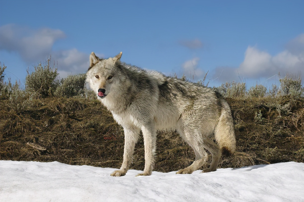 新疆的狼 往昔禍害今朝珍稀 食物鏈的最高階霸主 新疆駝峰 Mdeditor