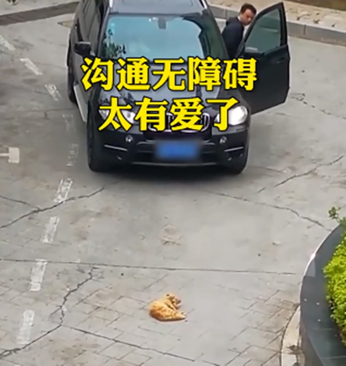 寶馬司機(jī)：貓哥，臣斗膽，您能否移步？橘貓：算了，朕今天心情好
