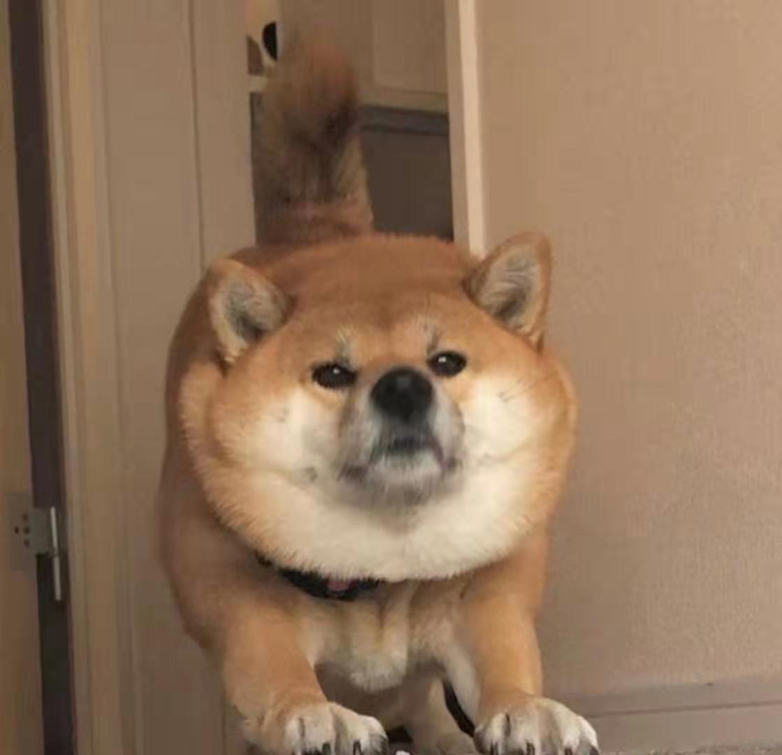 破纪录 河北一黑色母豆柴生下5只小豆柴主人 赚大发了 大柴柴君 Mdeditor