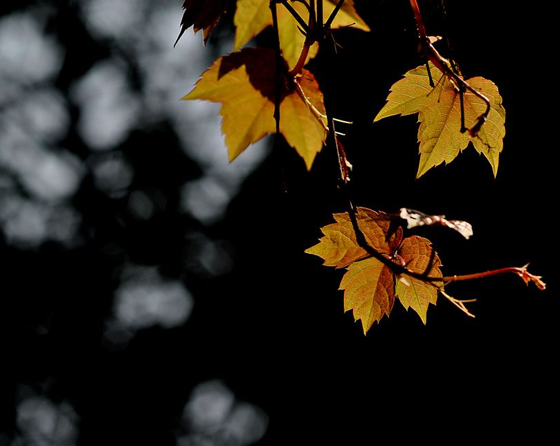 风吹一片叶 万物已惊秋，在古诗词中感悟秋天-第18张图片-诗句网