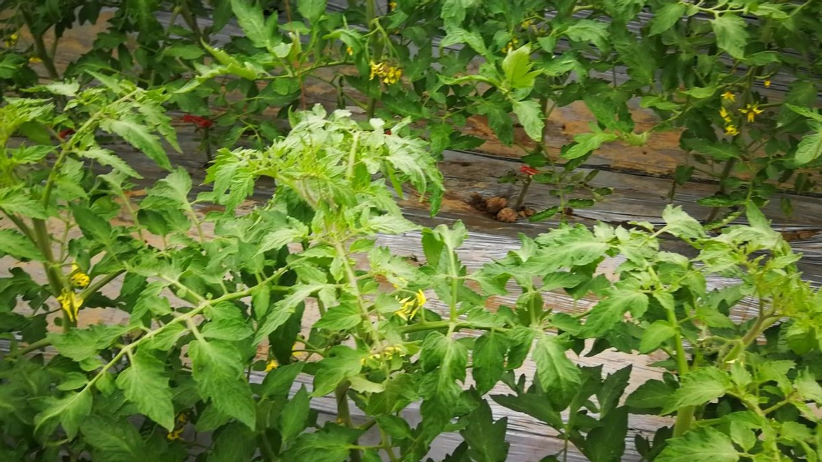 大棚西紅柿遭搶購 連茬種植效益高