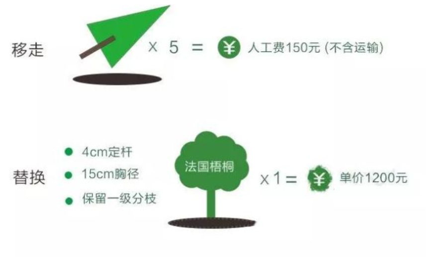 北京又在飞絮了！为什么不把杨柳树换掉？看了