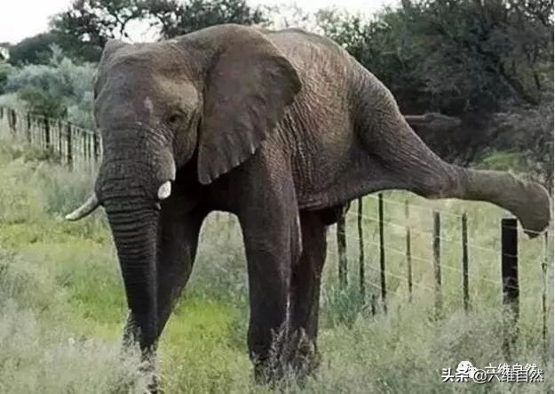 奇特动物趣闻：体型相差几千万倍，大象听到蜂声，10秒内会逃走-第3张图片-大千世界