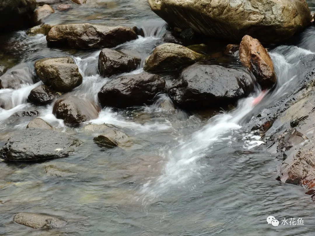 浮游動物與水產(chǎn)養(yǎng)殖：不能多也不能少，保障水生態(tài)系統(tǒng)的生物平衡