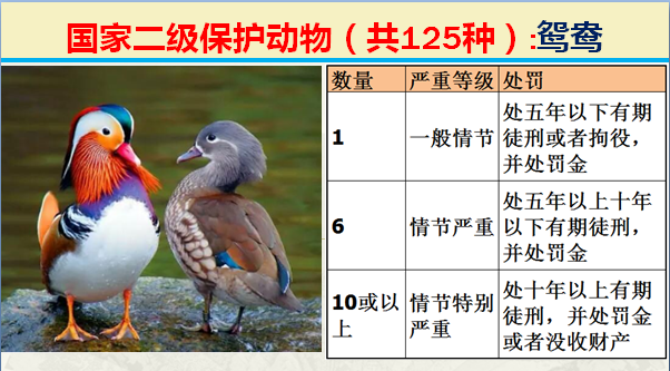 国家最新125类二级野生保护名录，图片及违法对应刑责