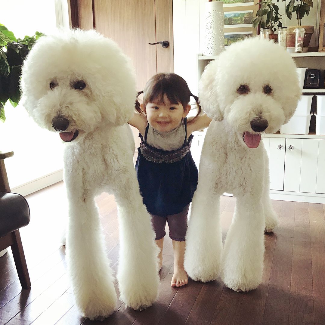 日本老太用贵宾犬给小女孩拍照，结果让你心都融化了