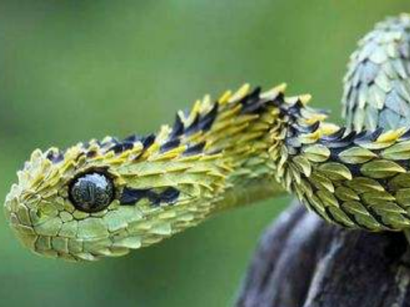 世界最漂亮的宠物蛇你喜欢哪个