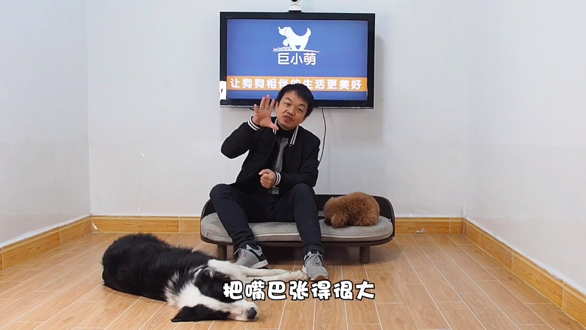 大狗經常欺負小狗？錯覺！有時是反過來的