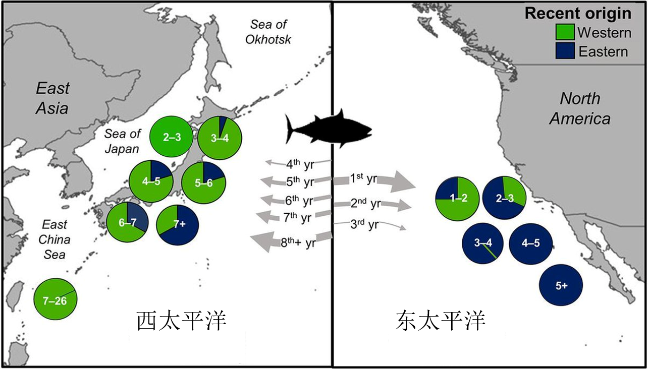 日本的野心：“押寶”藍(lán)鰭金槍魚(yú)