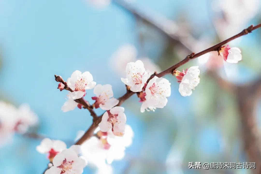 春日游，杏花吹满头-第4张图片-诗句网