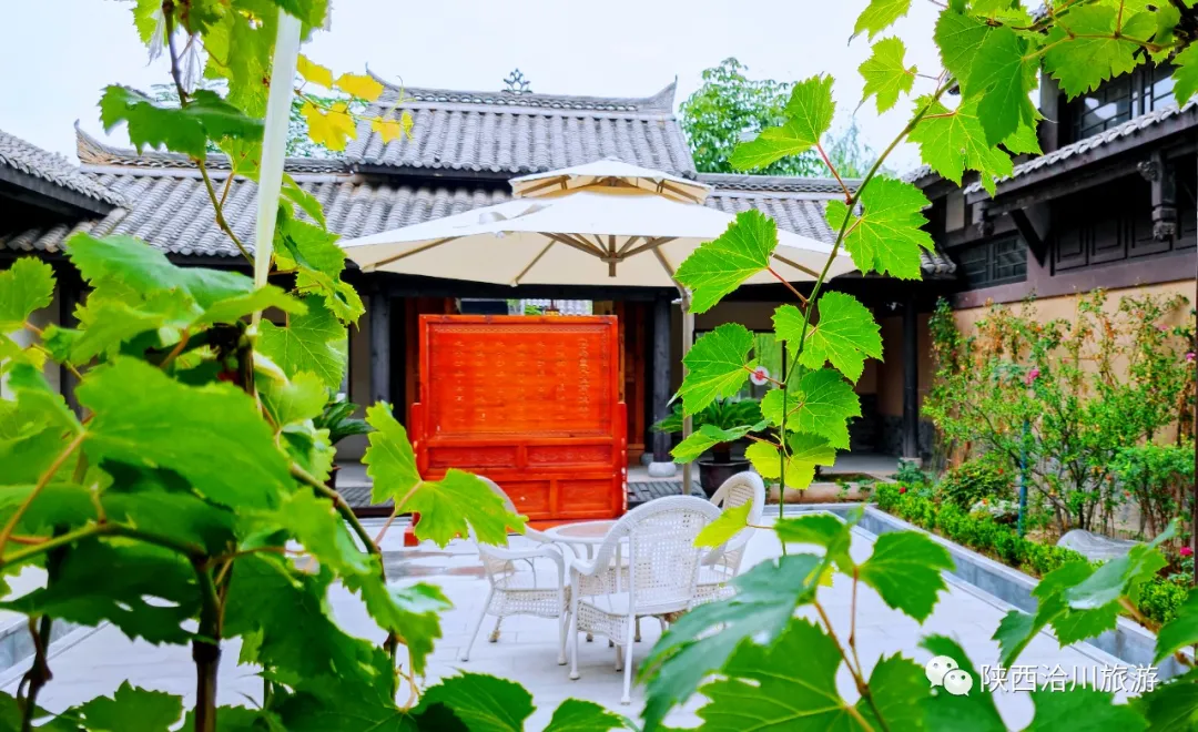 莘國水城•民宿別院的葡萄快熟了……