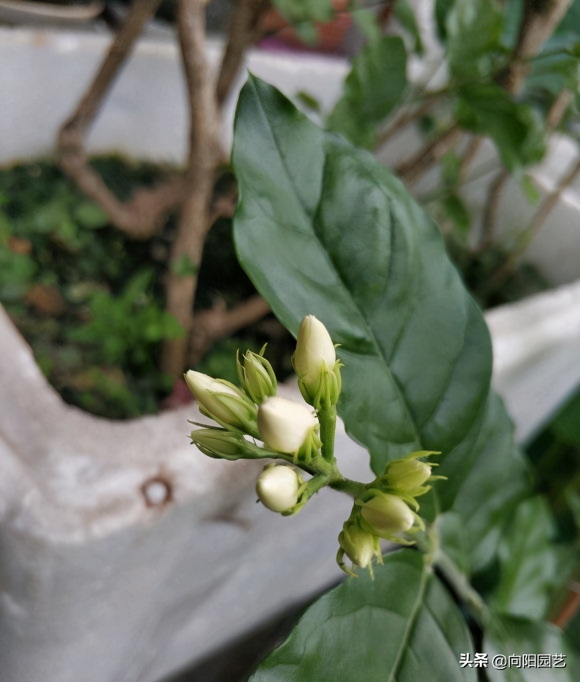 Fertilize jasmine in summer, organic fertilizer, phosphorus and