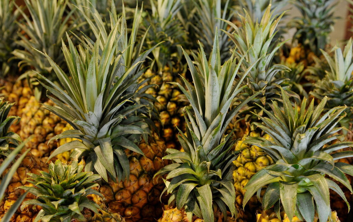 菠蘿和鳳梨傻傻分不清？ 牢記這4點，看一眼就分出來，別再亂買了