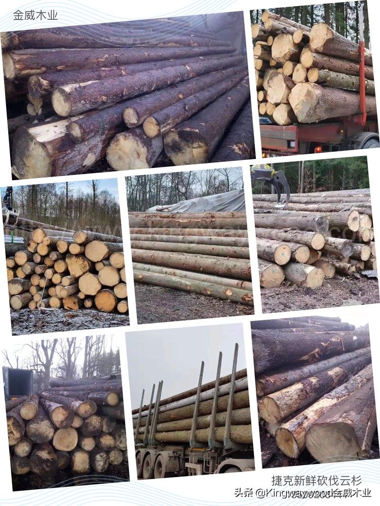 「德国金威木业」欧洲榉木毛边板，捷克云杉原木