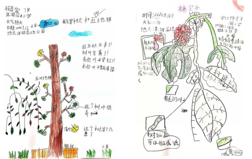 2021年長沙市青少年自然筆記大賽正式啟動