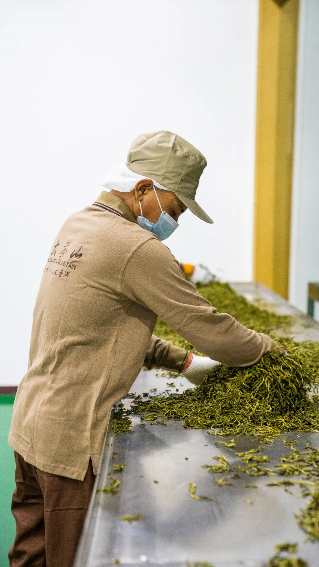贺开古茶园春茶开采,隔着屏幕都能闻到茶香