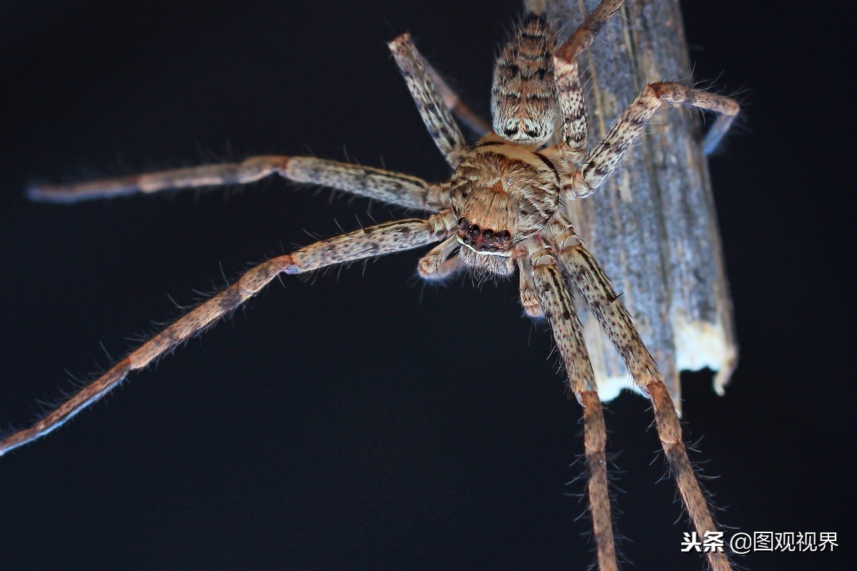 这种蜘蛛喜欢生活在室内 农村老房子里比较多 是蟑螂的主要天敌 天天看点