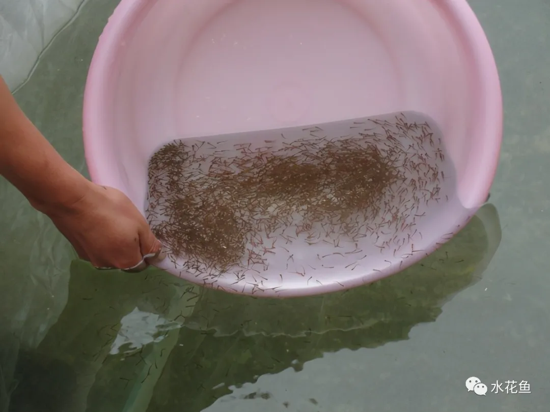 水花育苗下塘投放注意事项和气泡病的控制办法