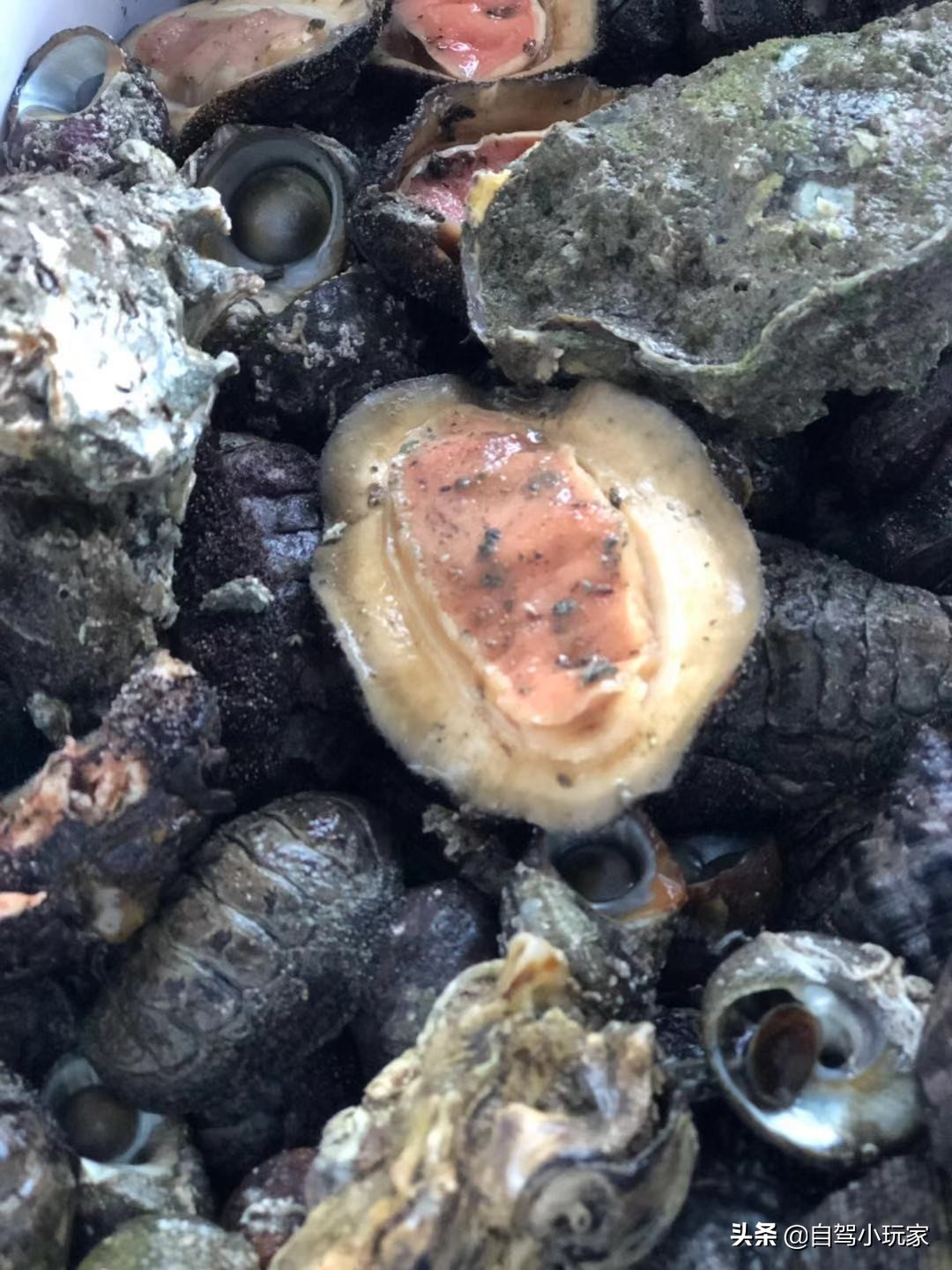 深圳唯一一个免费的海边农家乐野炊基地，开车直达，而且不限行