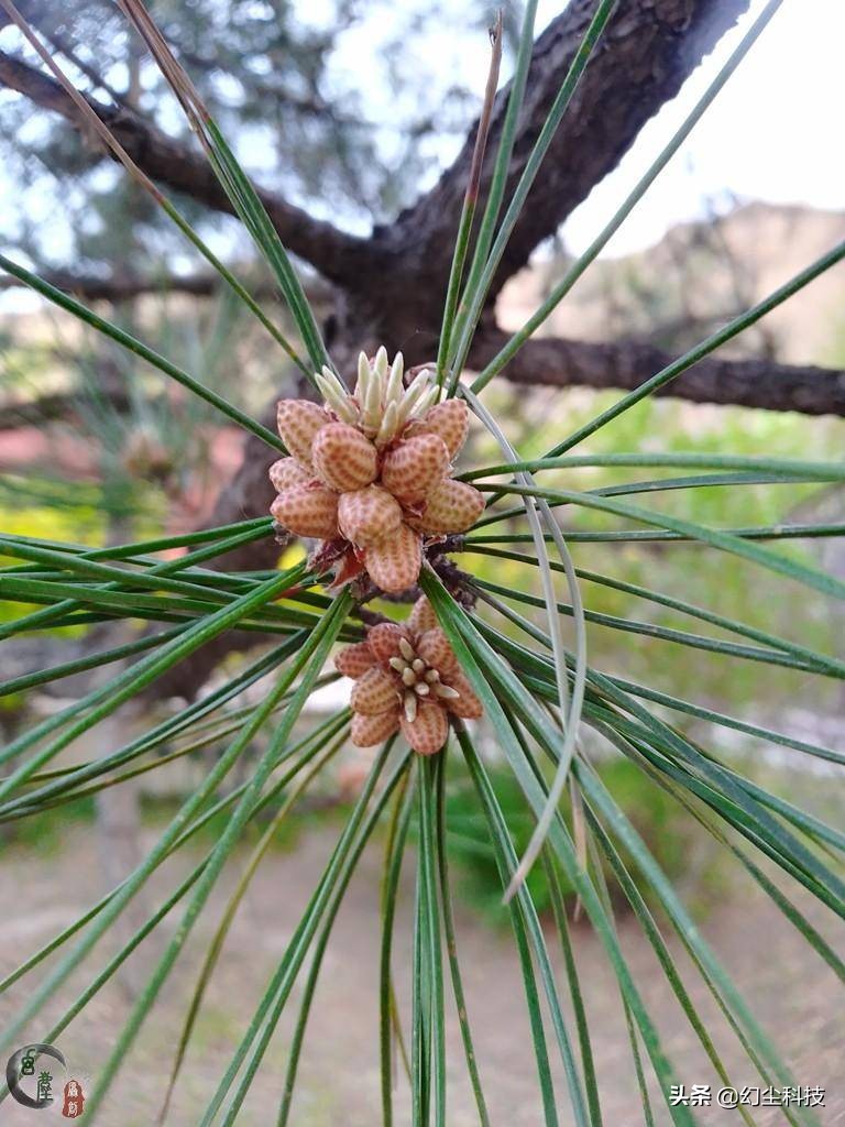 金嗓子+中国芯，一款适合老年人使用的三防手机，AGM H2体验