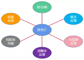 「国自然大热」铁死亡专题：初识铁死亡 - 黄灿华教授 实验室