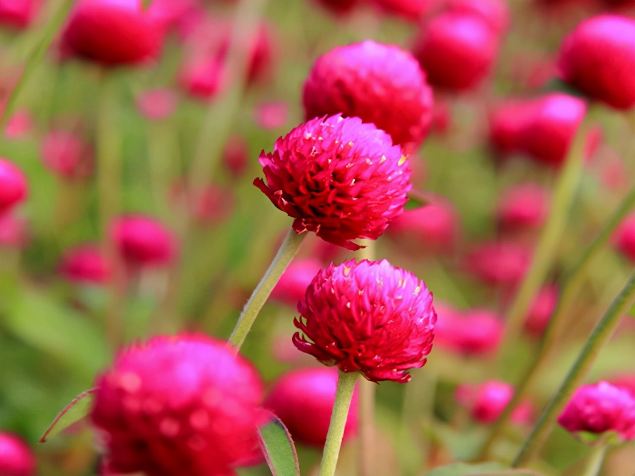 火球花千日紅 鮮艷可愛 美麗如花海 資訊咖