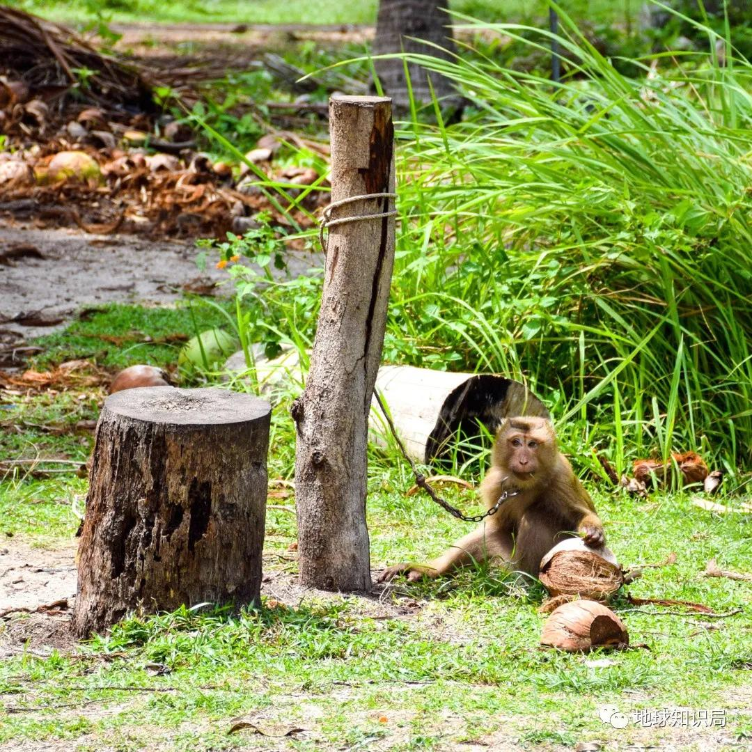 泰國猴子，有苦說不出 | 地球知識局