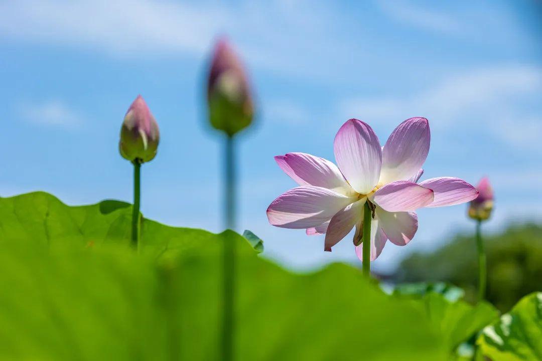 夏季养生“利器”——荷，全身都是宝